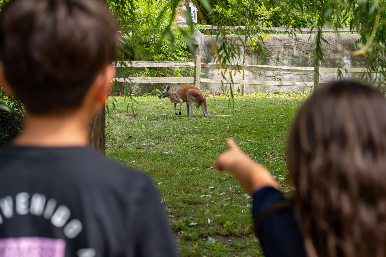 Kids pointing at a kangaroo at the Detroit Zoo